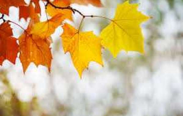 Wednesday Dots: Transfer Professional,  Youthful Male