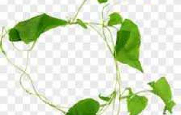 Stanford Males's basketball: USC Trojans Preview