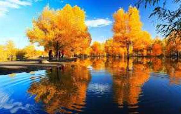 Panthers indicator linebacker Josh Bynes in the direction of 1-12 months offer; waive protection Lano Hill