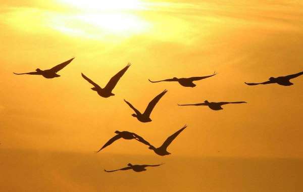 Mark Andrews and Calais Campbell deliver PFF's final 101 gamers versus the 2021 NFL period