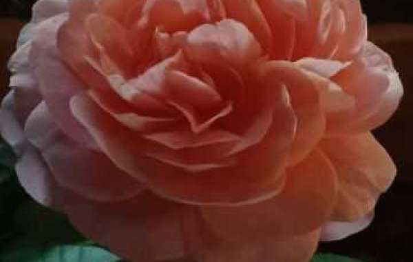 Spurs get major matchup around refreshing-search Pelicans