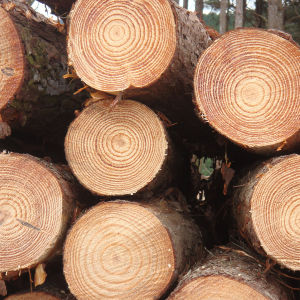 Sipo Wood - Best Place to Buy Utile Hardwood At Affordable Price