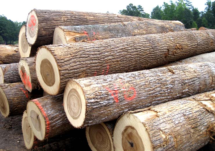 Buy Poplar Wood (Logs) Online from Top Wood Supplier & Exporter