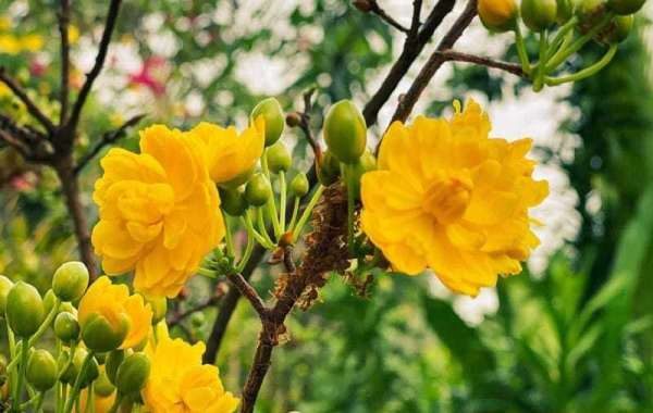 Cây Hoa Mai Vàng Trang Trí Ngày Tết: Sắc Xuân Rực Rỡ