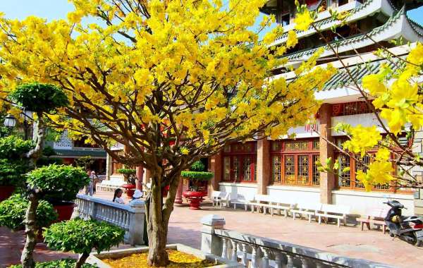 Hoa mai - Biểu tượng của ngũ phúc và tài lộc