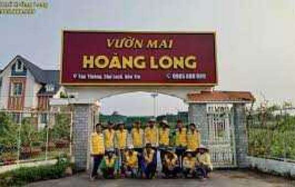 Tổng hợp 10 thế mai vàng đẹp, ý nghĩa phong thủy ngày Tết