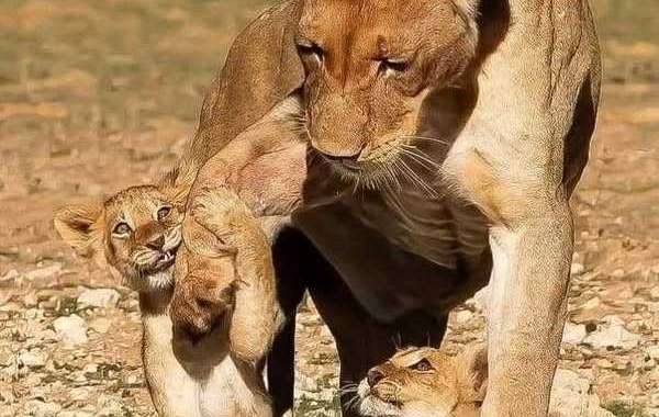 Yankees 9 Blue Jays 11Simply just concerning a yr in the past, the Toronto Blue Jays experienced a 29